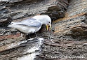 Mouette tridactyle 6692